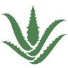 Aloe vera based